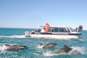 The entrance to Akaroa Harbour welcomed a large pod of Bottlenose dolphins for the first time in recent memory today.  